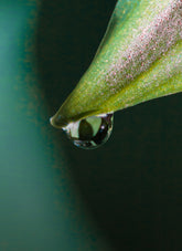 Coefficient 1% | Save The Duck