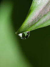 COEFFICIENT 1% | Save The Duck