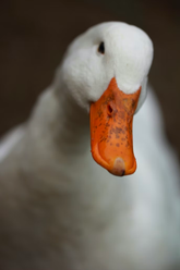 | Save The Duck