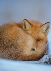 Animal Welfare Policy | Save The Duck