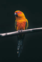 Grammature del Piumino | Save The Duck