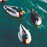 | Save The Duck
