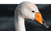 Parka longue à capuche Sienna blue black pour femme | Save The Duck