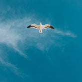 | Save The Duck