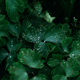 Parka bambina animal free Ally rosa baby | Save The Duck