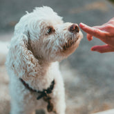 Parka bambina animal free Ally rosa baby | Save The Duck