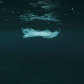 Parka bambina animal free Ally rosa baby | Save The Duck