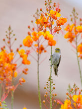 | Save The Duck | Piumini Eleganti Uomo e Donna Animal Free